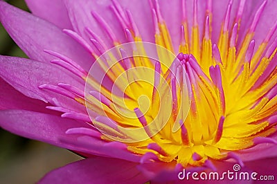 Lotus anther close up Stock Photo