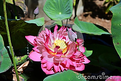 Lotus flower, aquatic decoration plant Stock Photo