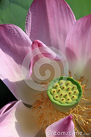 Lotus Stock Photo