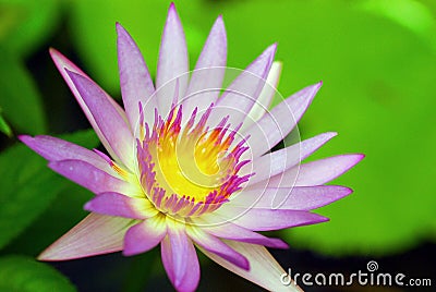 Lotus Beauty Stock Photo