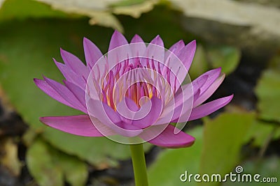 Lotus beauty Stock Photo