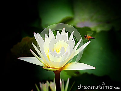 Lotus and Bee Stock Photo