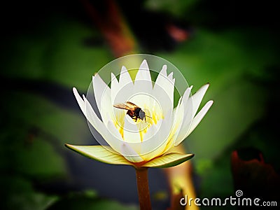 Lotus and Bee Stock Photo