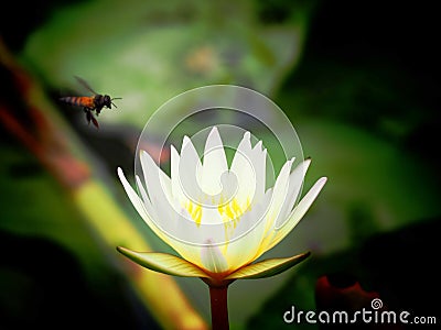 Lotus and Bee Stock Photo