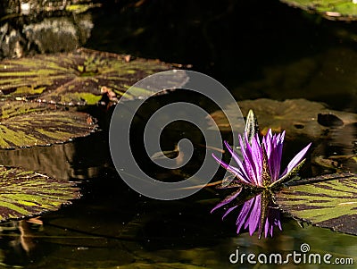 Lotus bloom floating in water, purple magenta blossom reflected in pond, calm serene background for meditation wellness harmony sp Stock Photo