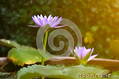 Lotus blooming on water surface and green leaves Stock Photo