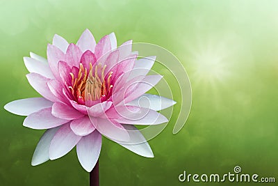 Lotus blossom Stock Photo