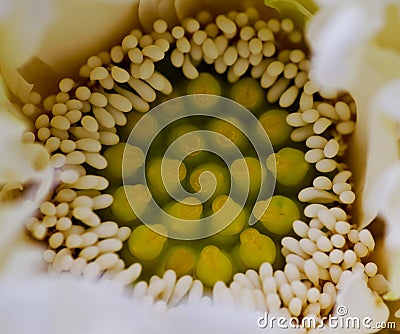 Lotus blossom Stock Photo