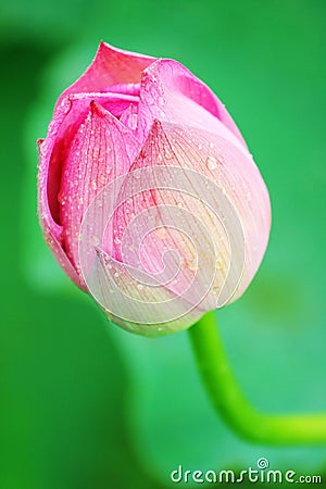 Lotus bud Stock Photo