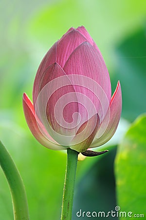 Lotus bud Stock Photo