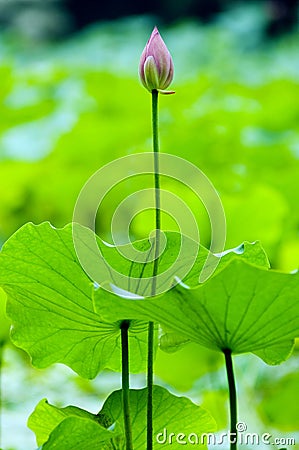 Lotus bud Stock Photo