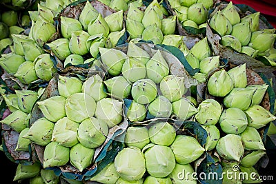 The Lotus bud lost the flower withered Stock Photo