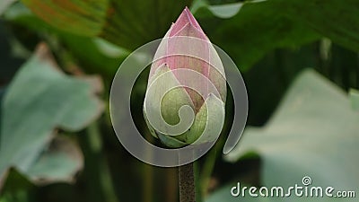 LOTUS BUD Stock Photo