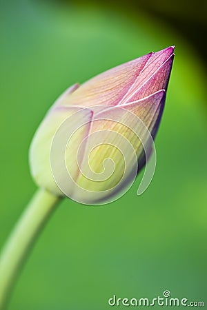 Lotus buds Stock Photo