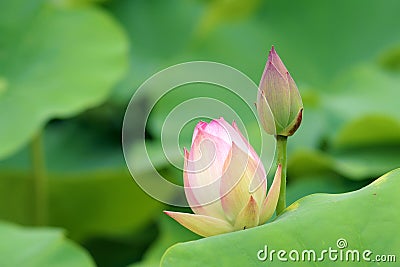 Lotus buds Stock Photo