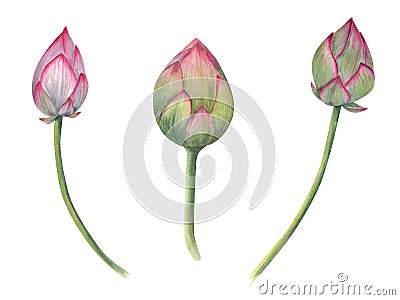 Lotus buds. Composition of pink water lily, green stems. Watercolor illustration isolated on white background. Hand drawn Cartoon Illustration