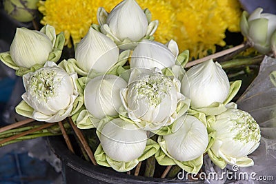 Lotus buds prepared as offering, Doi Suthep near Chiang Mai, Thailand Stock Photo