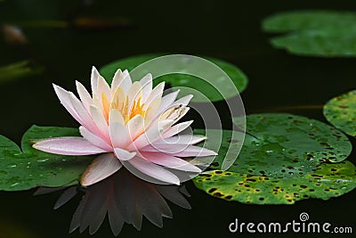 Lotus with dragonfly couple in peaceful pond Stock Photo