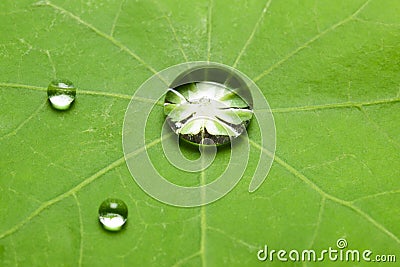 Lotus effect with pearling water drops Stock Photo