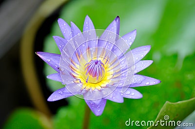 Lotus or florescent purple lotus Stock Photo