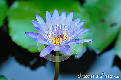 lotus or florescent purple lotus or violet lotus Stock Photo
