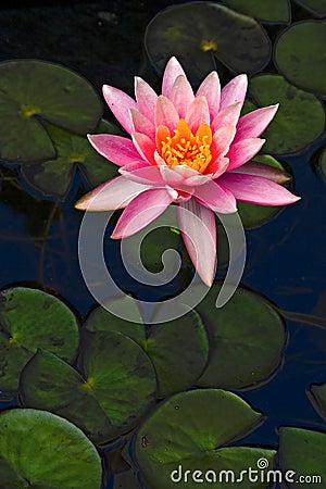 Lotus flower Stock Photo