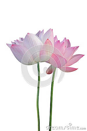 Lotus flower Stock Photo