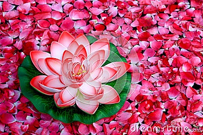 Lotus flower Stock Photo