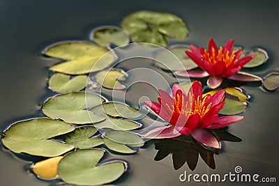 Lotus Flower Stock Photo