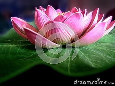 Lotus Flower Stock Photo