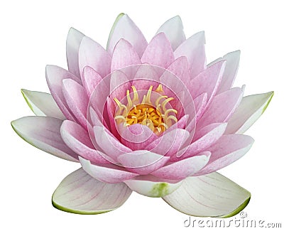 Lotus flower Stock Photo