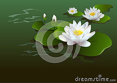 Lotus flower background Vector Illustration