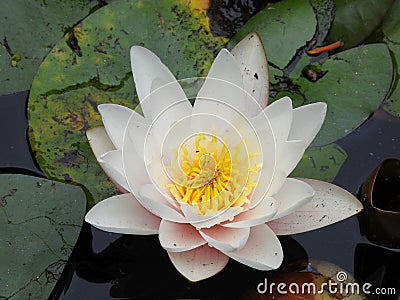 Lotus flower Stock Photo