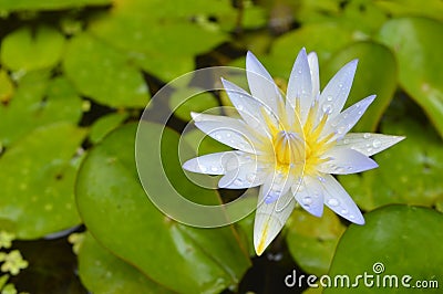 Lotus flower Stock Photo