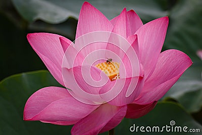 The Lotus Flower with the Bee Stock Photo