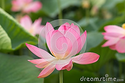 A lotus flower at the beginning of flowering Stock Photo