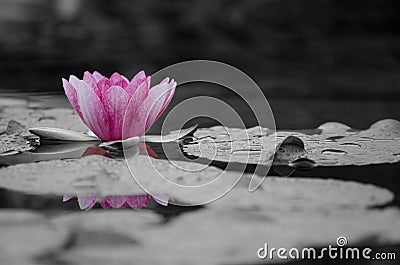 Lotus flower Stock Photo