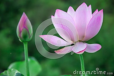 Lotus flower blooming Stock Photo
