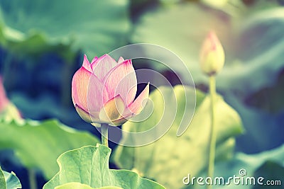 Lotus flower blooming in summer pond with green leaves Stock Photo