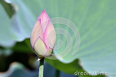 Lotus flower bud Stock Photo