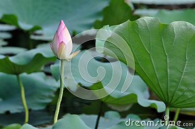 Lotus flower bud Stock Photo