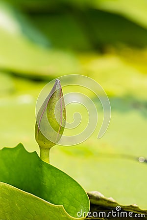 Lotus flower bud Stock Photo