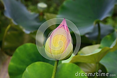 Lotus flower - symbol of divine beauty and purity. Stock Photo