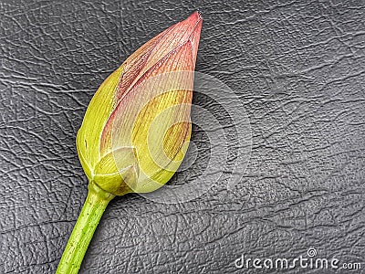 A lotus flower bud well displayed in Black colour background very beautiful . Stock Photo