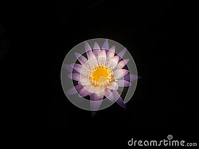 Lotus flower in the city pond Stock Photo