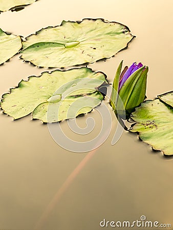 Lotus flower in the city pond Stock Photo