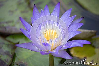 Lotus Flower Stock Photo