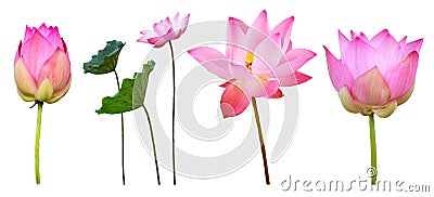 Lotus flower collection isolated on white background Stock Photo