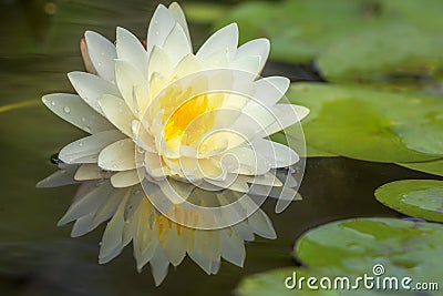 Lotus flower float on the water Stock Photo