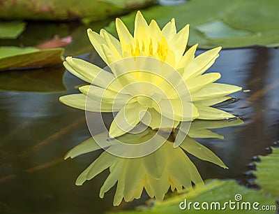 Lotus flower float on the water Stock Photo